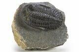 Hollardops Trilobite Fossil - Ofaten, Morocco #319939-2